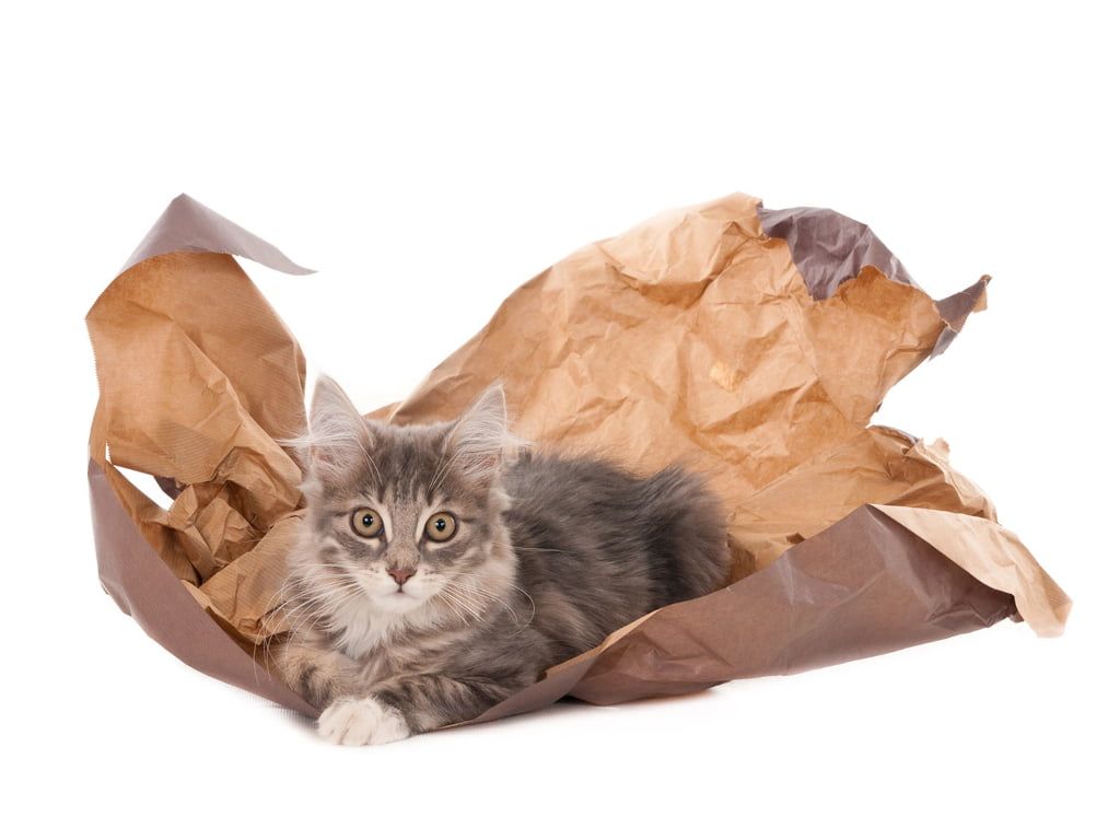 Katze sitzt entspannt im Verpackungsmaterial und schaut dich an