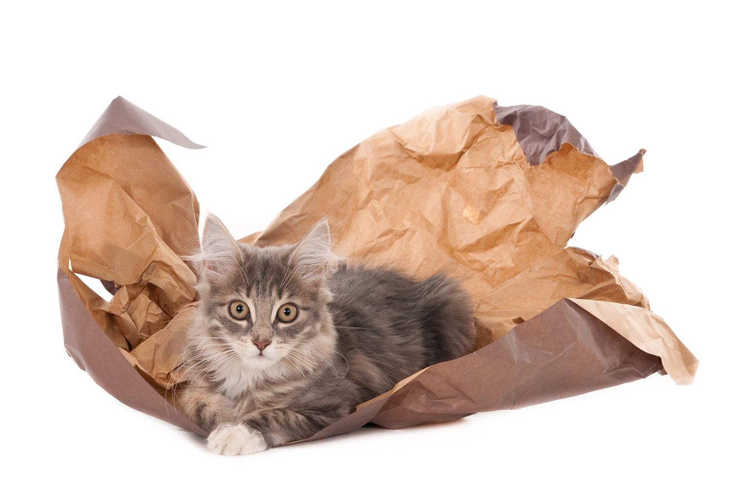 Katze sitzt entspannt im Verpackungsmaterial und schaut dich an